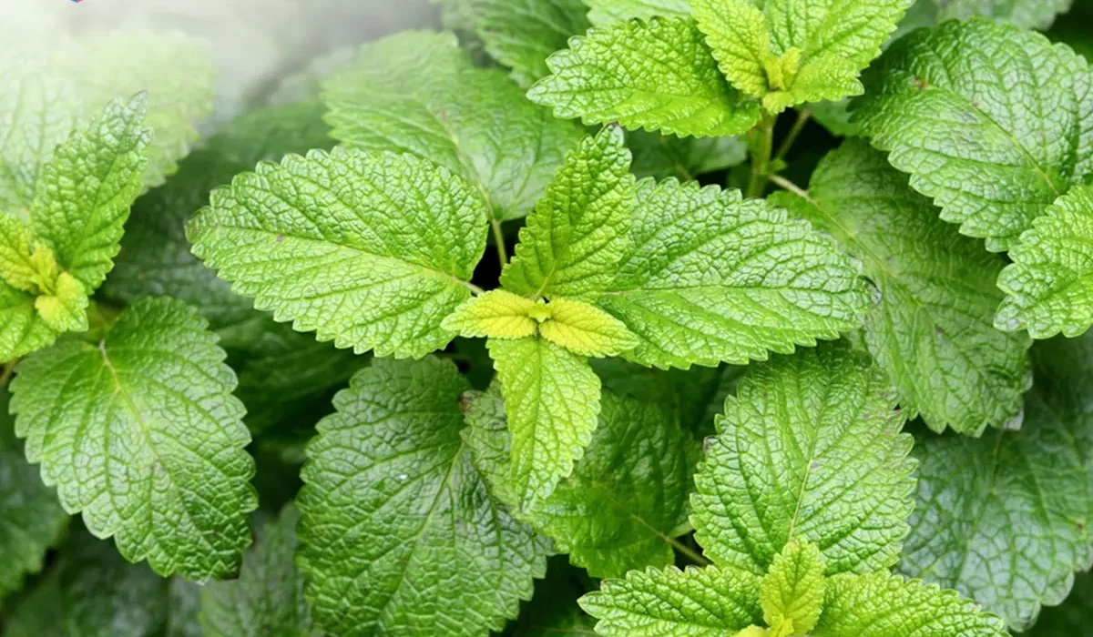 Manfaat Lemon Balm untuk Mengencangkan Kulit