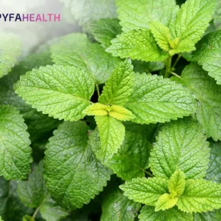 Manfaat Lemon Balm untuk Mengencangkan Kulit