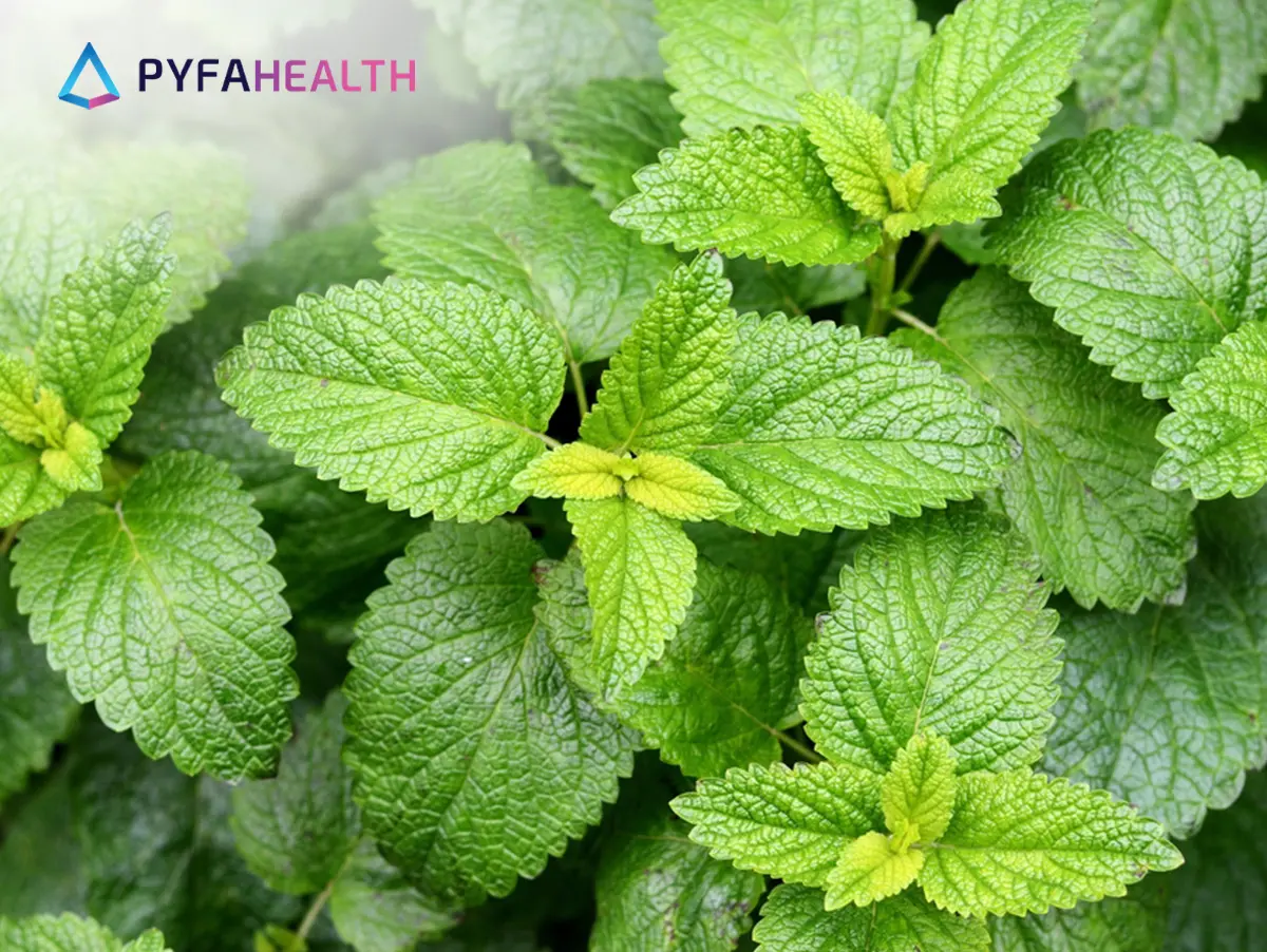 Manfaat Lemon Balm untuk Mengencangkan Kulit