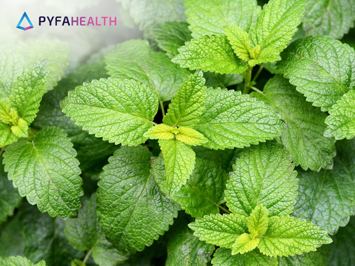 Manfaat Lemon Balm untuk Kulit